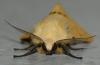 Spilosoma lutea